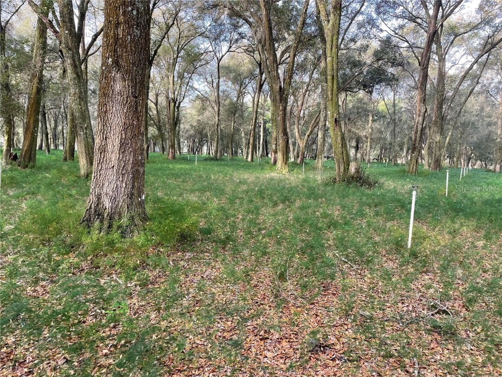 1494 Tilly Byrd Road Seville FL 32190 V4937508 image7