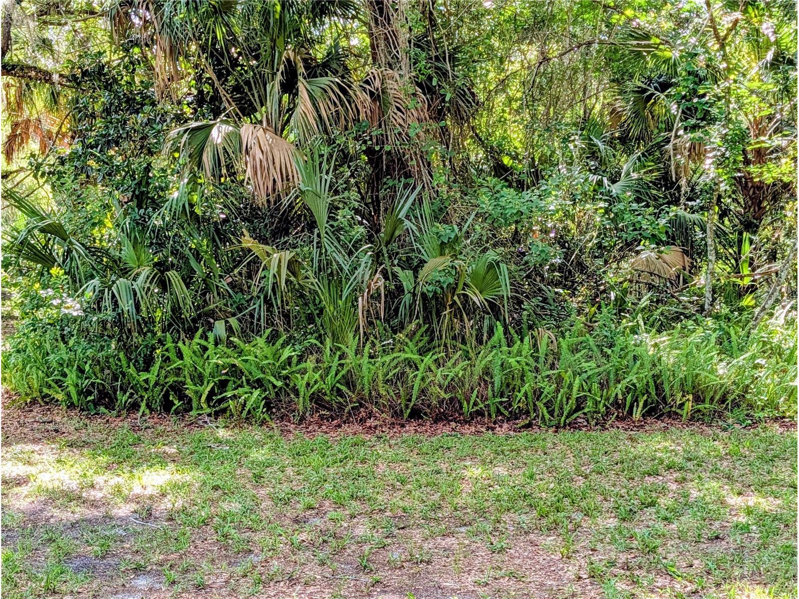 1495 N Toro Drive Inverness FL 34453 - TSALA APOPKA CHAIN OF LAKES A4696451 image4