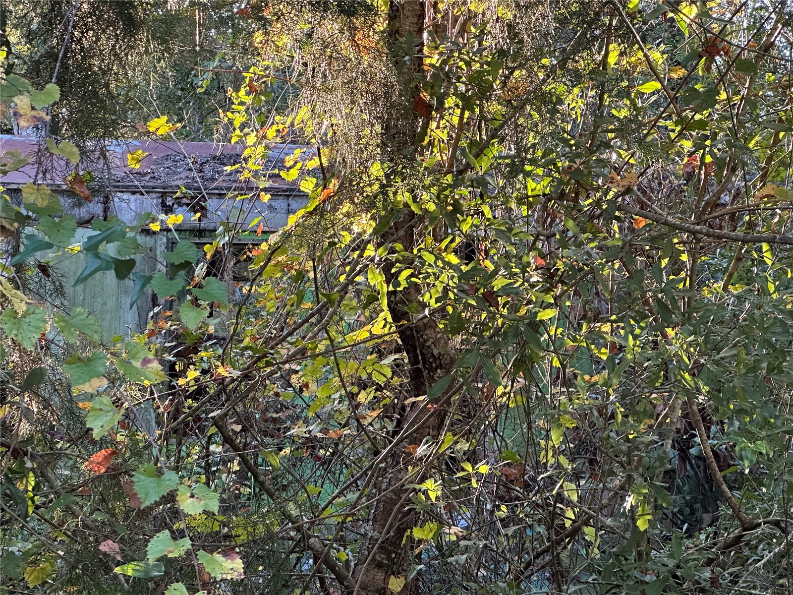 150 SE 926th Street Old Town FL 32680 GC535283 image3