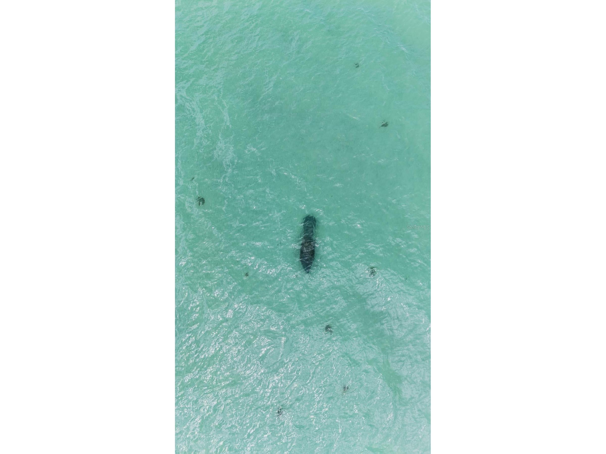 1500 Gulf Boulevard #204B Indian Rocks Beach FL 33785 TB8504207 image14