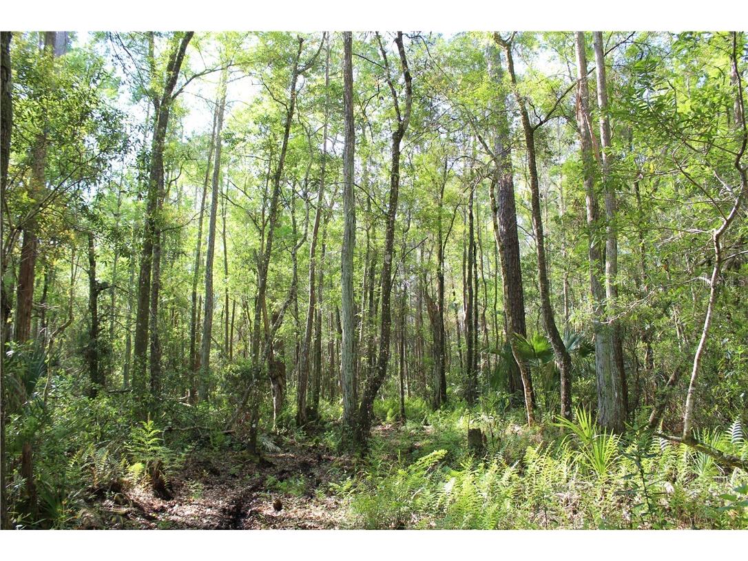 1500 S Candlenut & 1627 S Palm Avenue Homosassa FL 34448 W7832093 image4