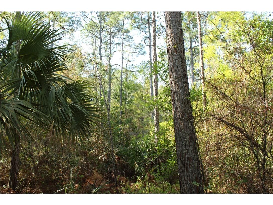 1500 S Candlenut & 1627 S Palm Avenue Homosassa FL 34448 W7832093 image5