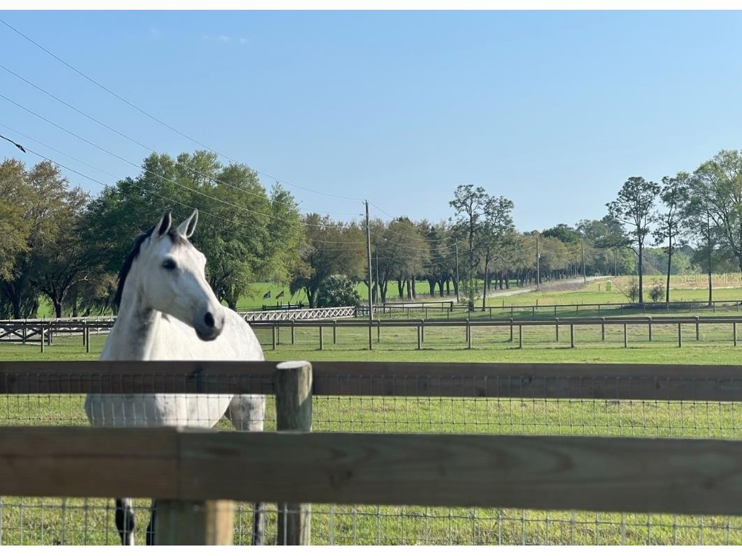 1500 SW 210th Avenue #BARN Dunnellon FL 34431 C7509611 image17