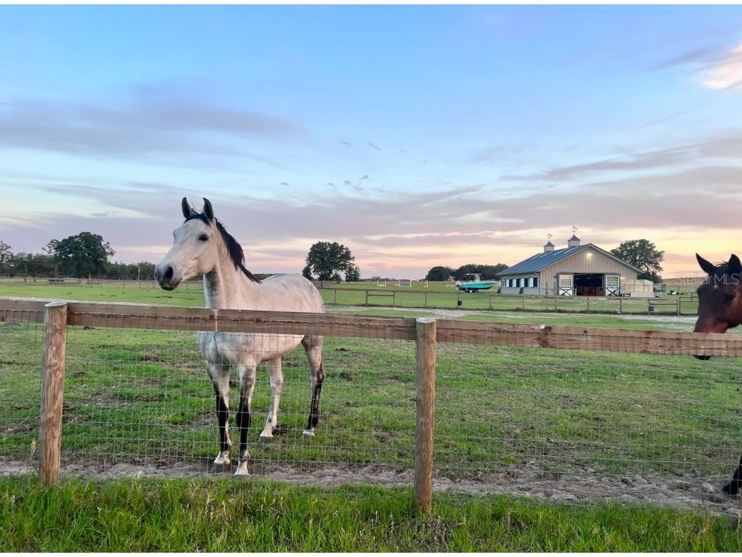 1500 SW 210th Avenue #BARN Dunnellon FL 34431 C7509611 image6