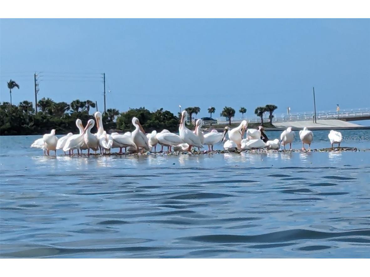 1501 Beach Road #307 Englewood FL 34223 - LEMON BAY D6144736 image10