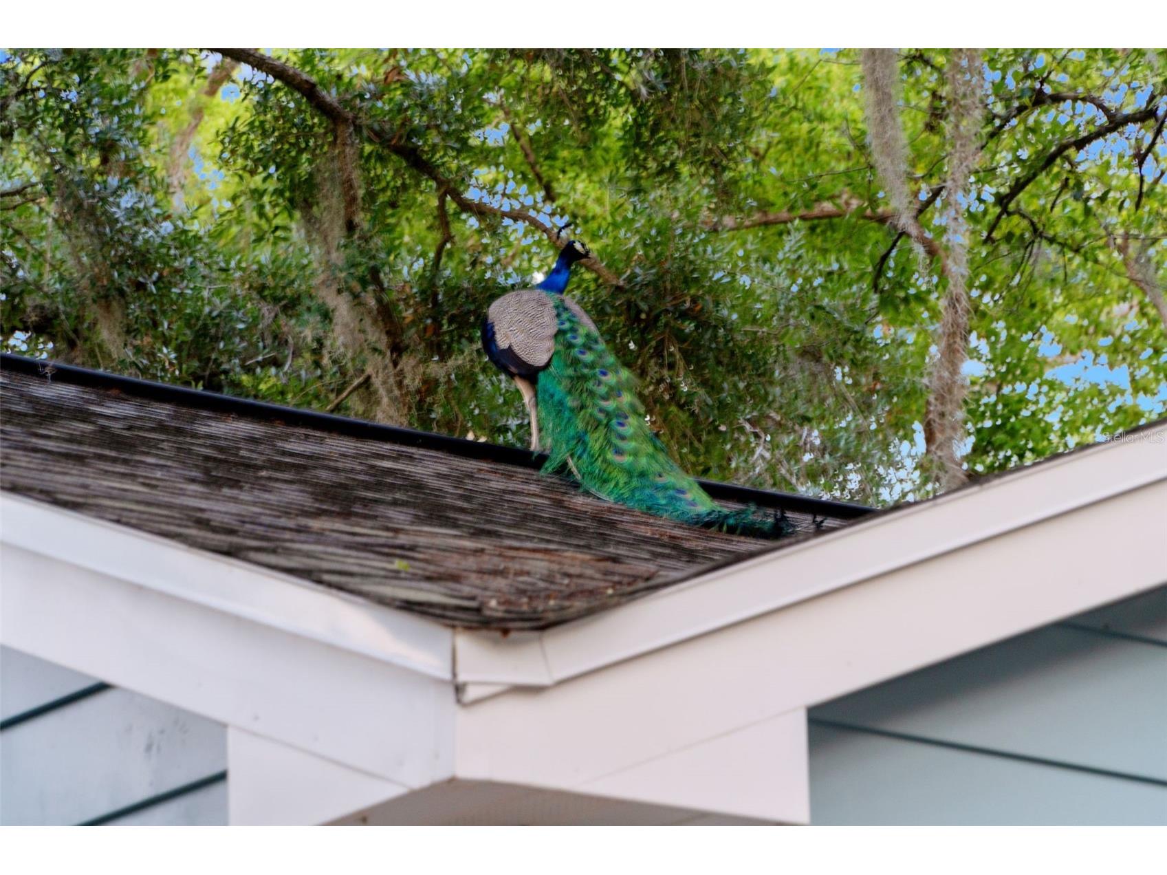 1502 E Park Circle Tampa FL 33610 TB8501236 image66