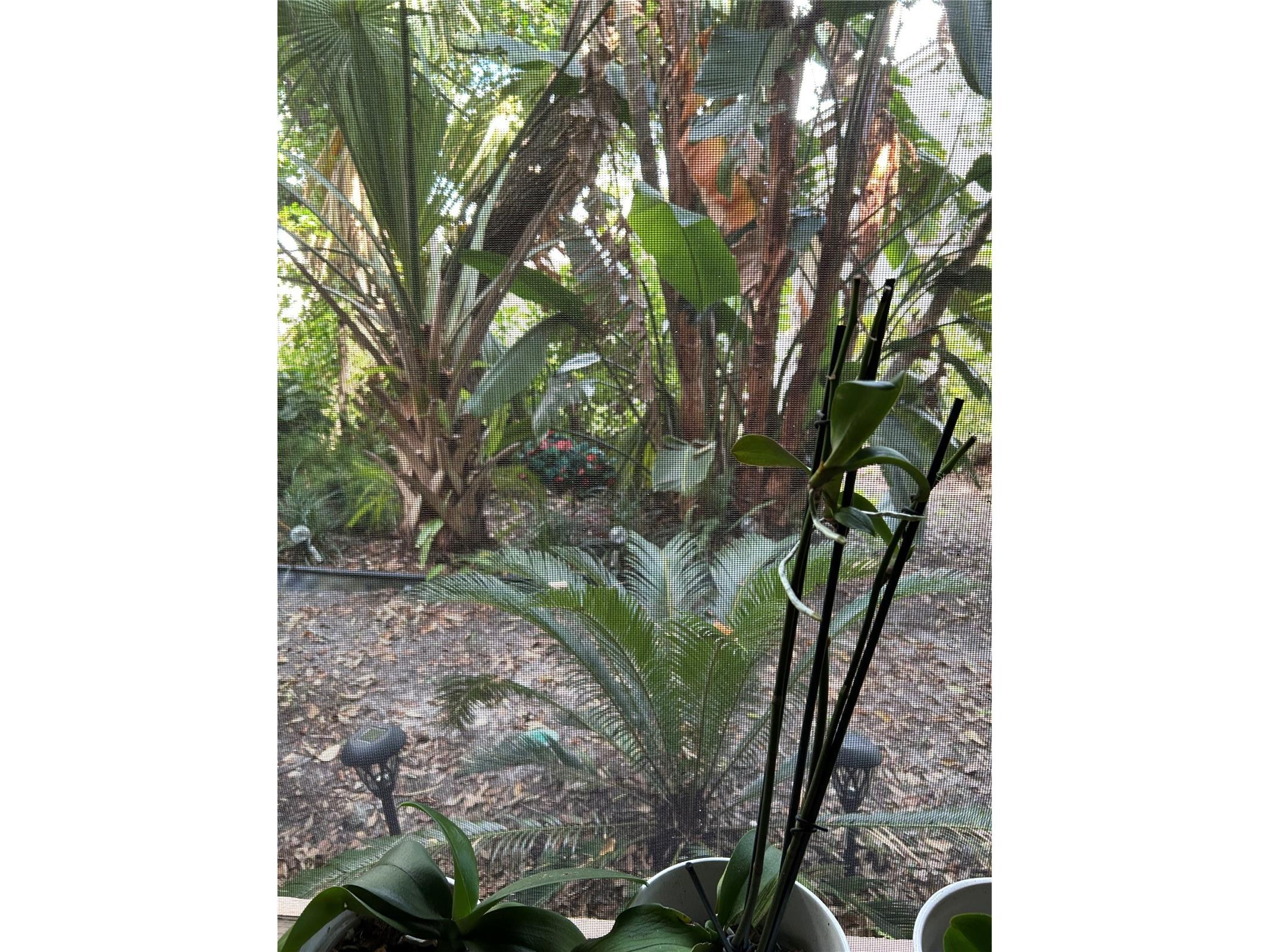 1505 Lennox Road E #1505 Palm Harbor FL 34683 TB8518788 image12