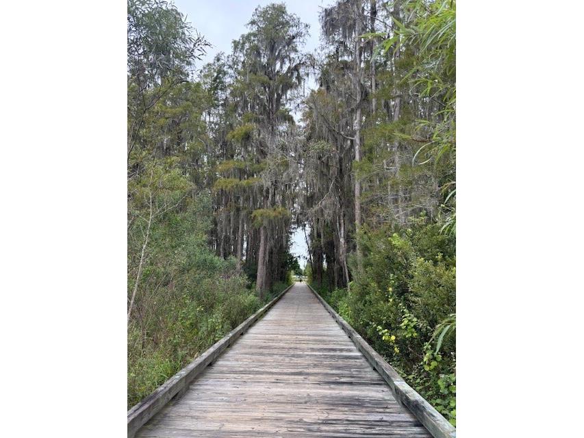 15068 Caravan Avenue Odessa FL 33556 W7880110 image31