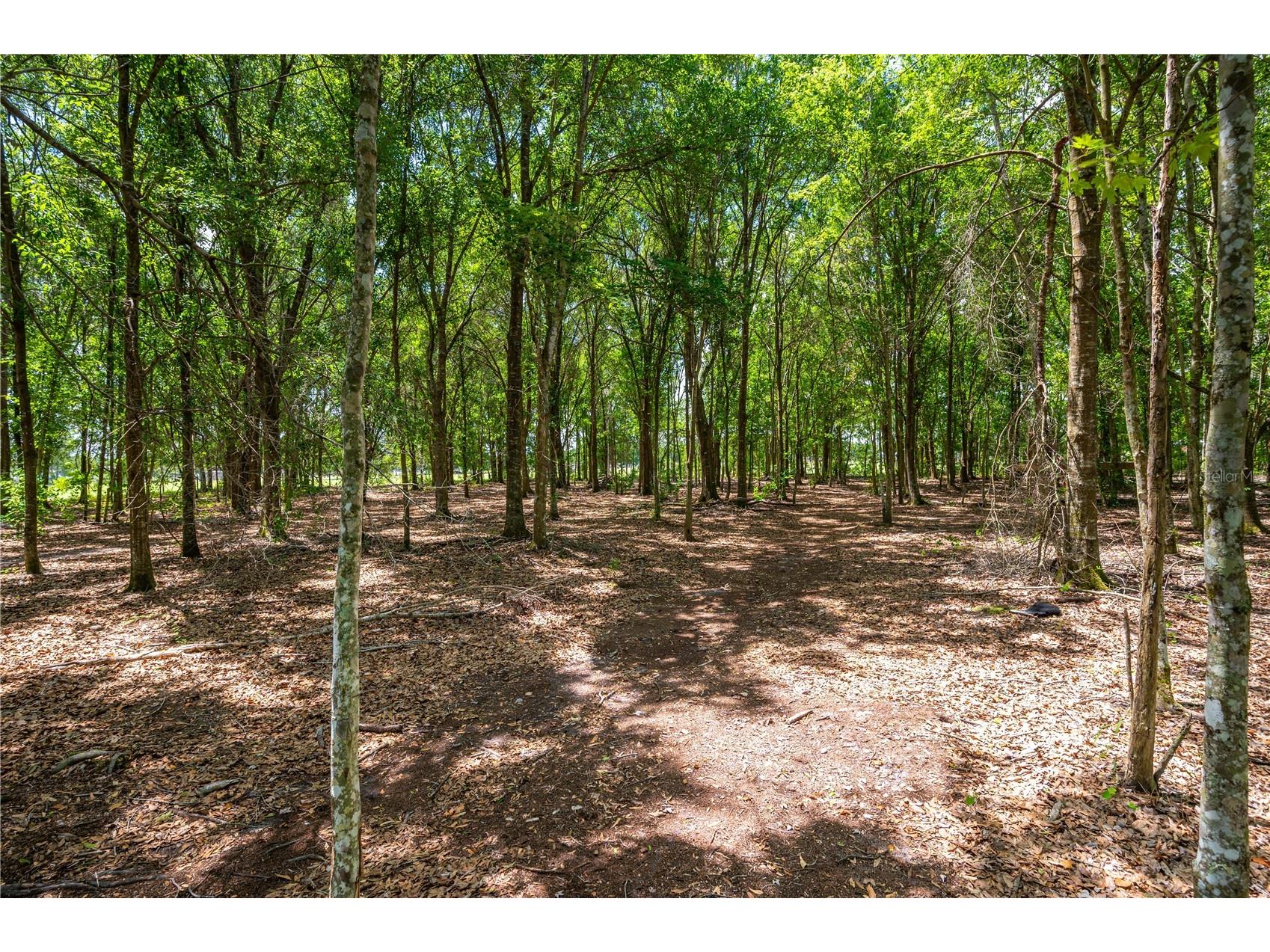 15079 Brahma Road Polk City FL 33868 P4938808 image3