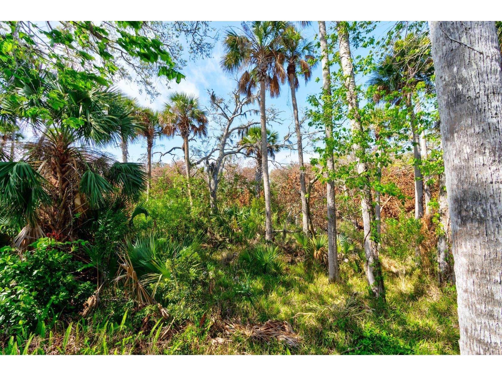 1508 Saxon Drive New Smyrna Beach FL 32169 - CALLALISA CREEK NS1087633 image31