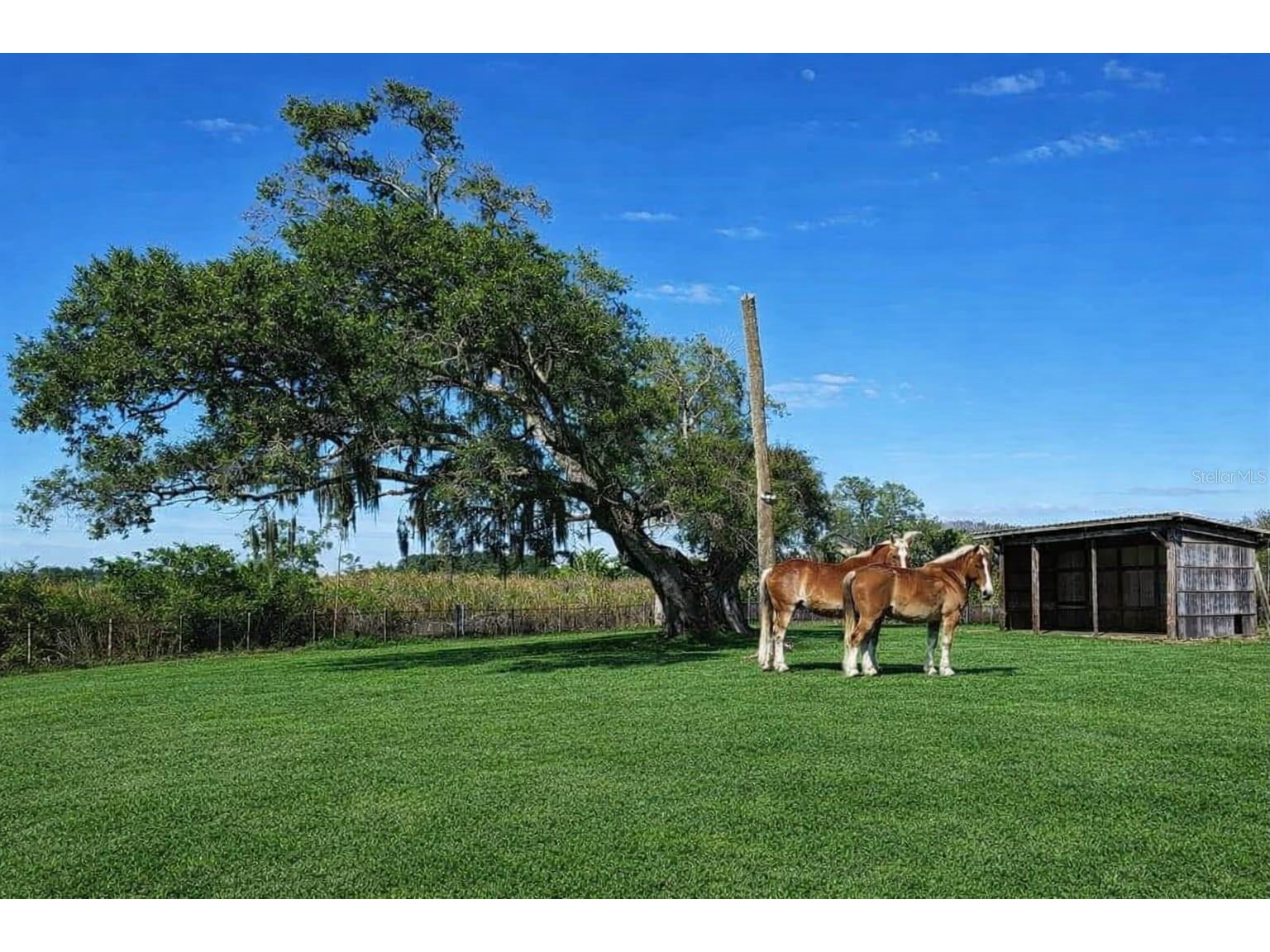 15080 NW 12th Terrace Okeechobee FL 34972 C7521067 image9