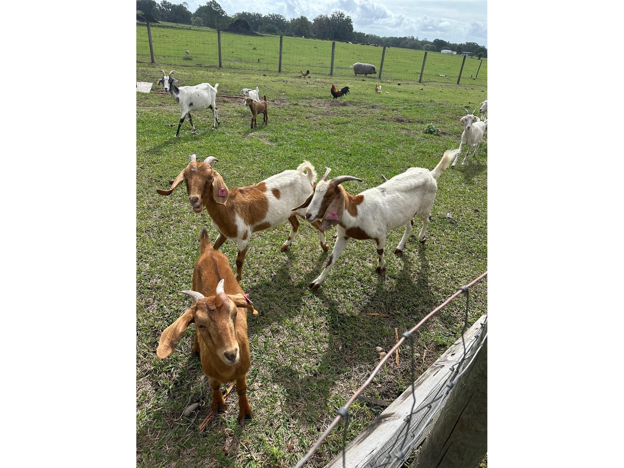 15120 SE 85th Street Ocklawaha FL 32179 OM723291 image34