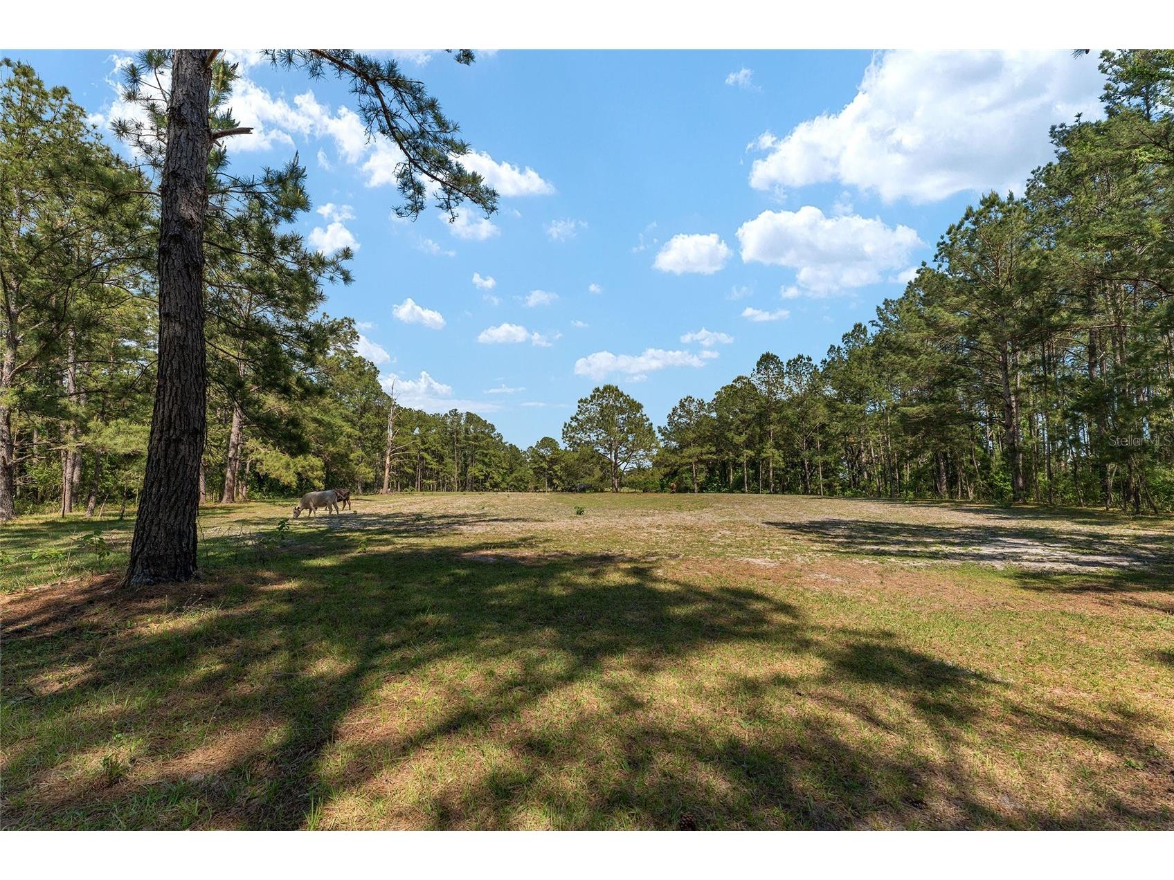 15120 SE 85th Street Ocklawaha FL 32179 OM723291 image47