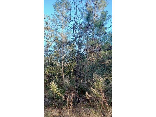 15144 Eckerley Dr Weeki Wachee FL 34614 W7851032 image1