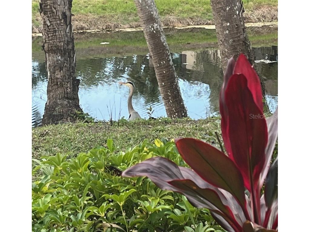 1515 Forrest Nelson Boulevard #P107 Port Charlotte FL 33952 A4640328 image16