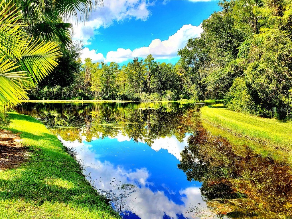 1517 Morning Rose Place Trinity FL 34655 TB8431134 image50