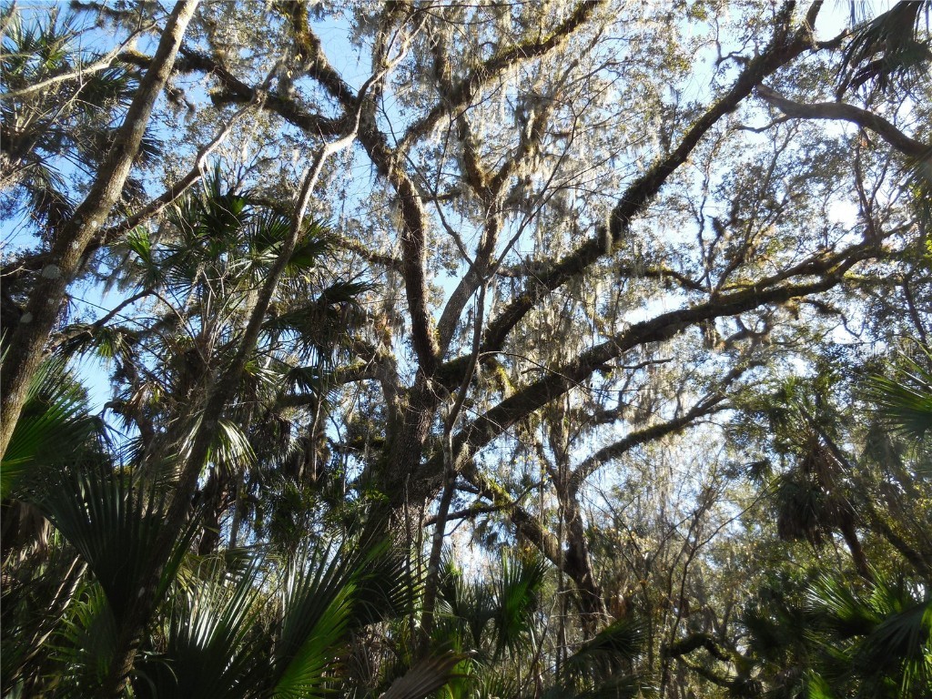 152 Tall Oak Trail Zolfo Springs FL 33890 C7497764 image6