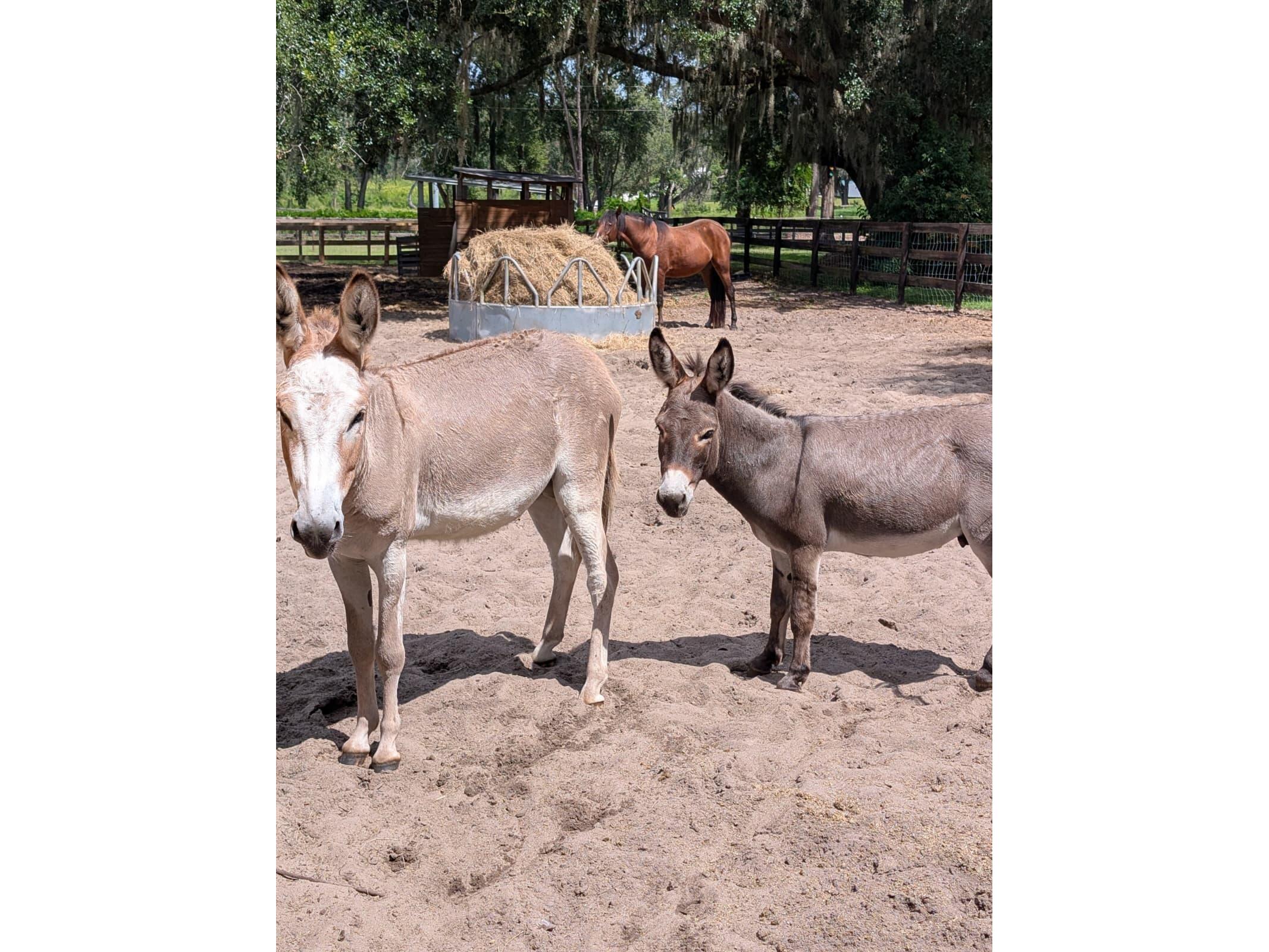 15243 S Highway 25 Weirsdale FL 32195 O6397100 image55