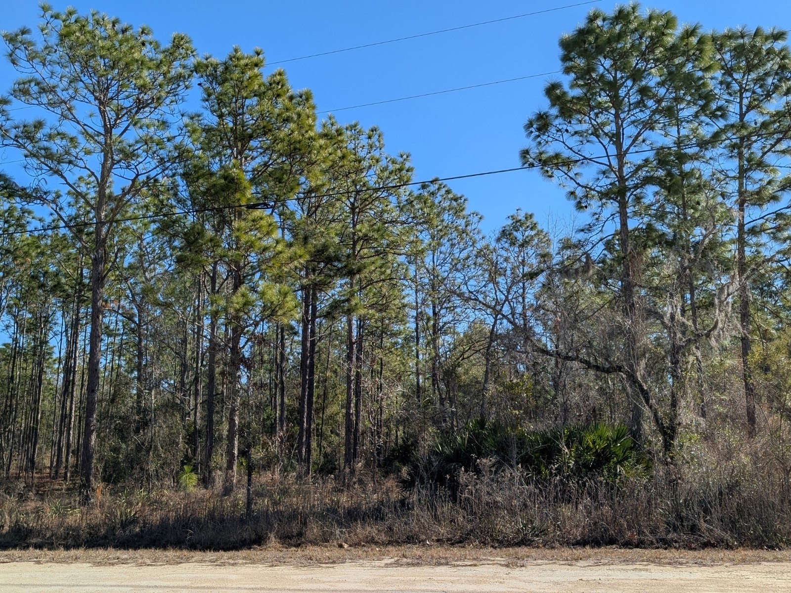 15252 Coot Road Brooksville FL 34614 TB8473085 image4