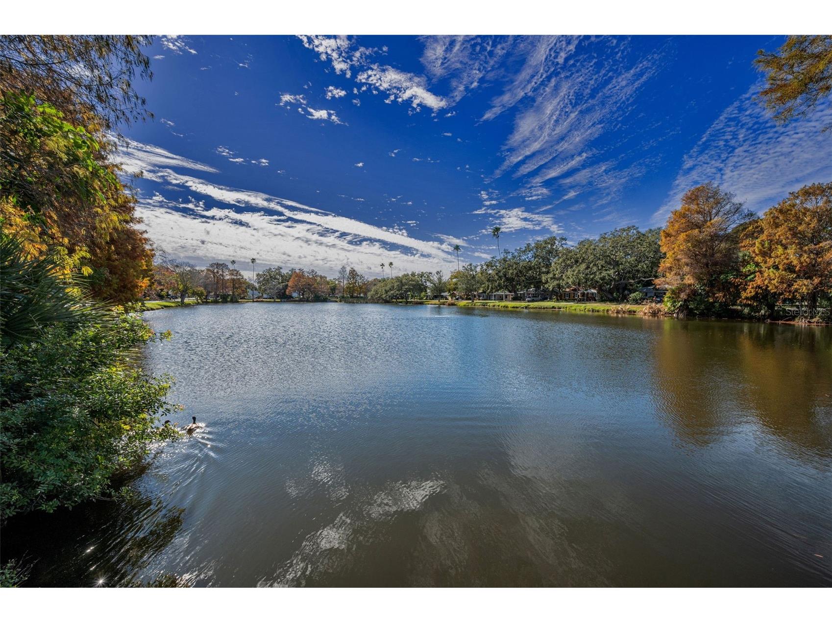 1529 Paloma Lane Dunedin FL 34698 TB8460243 image35