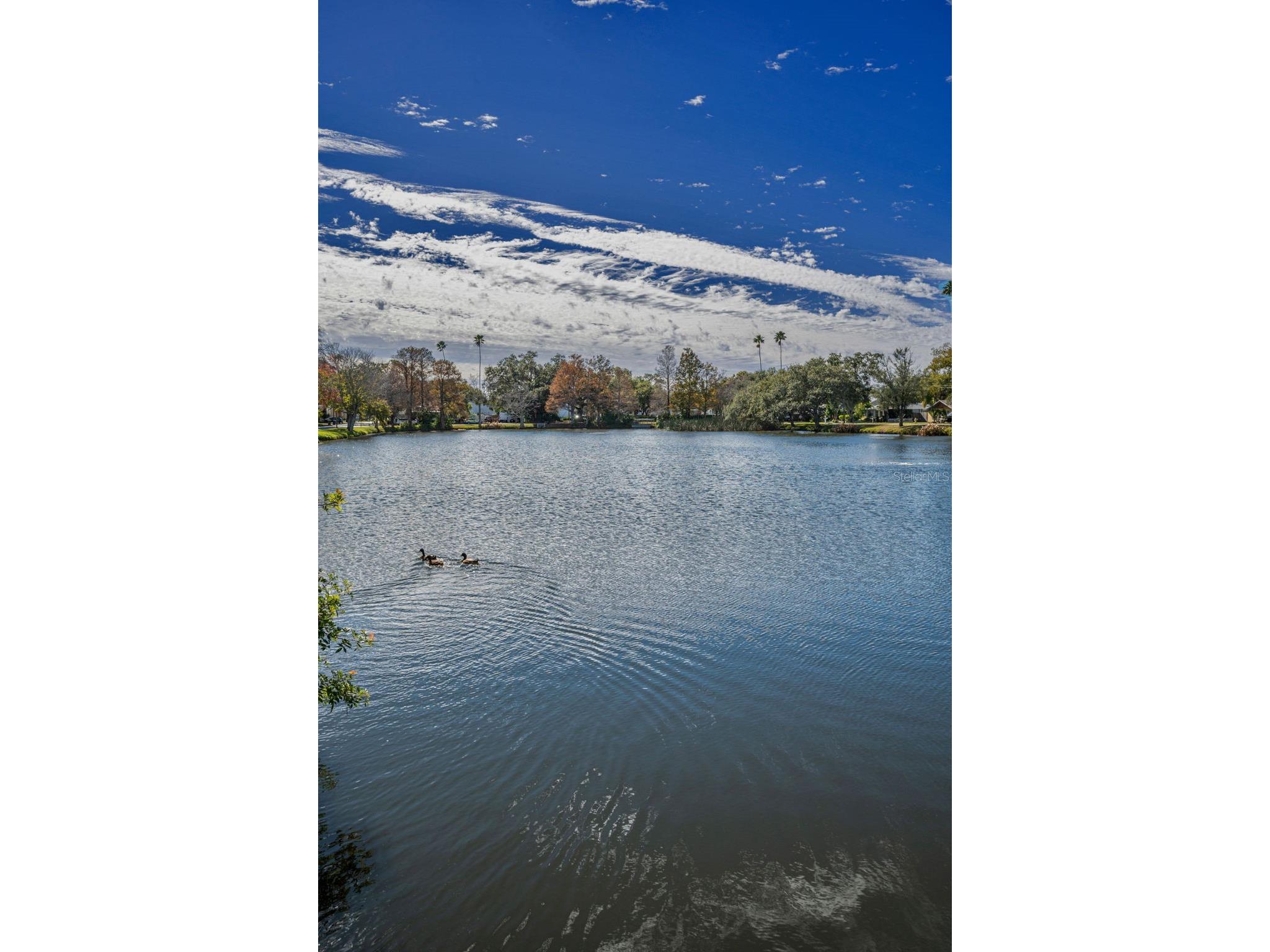 1529 Paloma Lane Dunedin FL 34698 TB8460243 image36