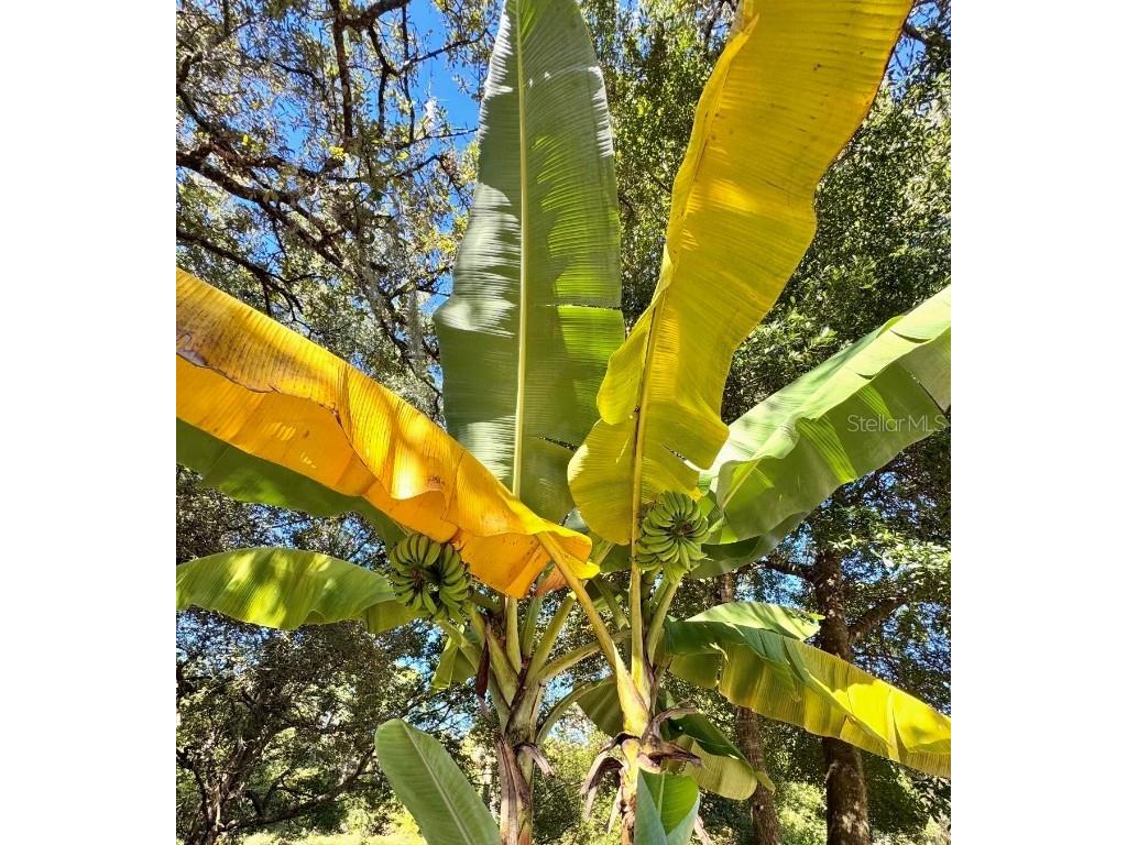 153 Duncan Trail Longwood FL 32779 O6361312 image24