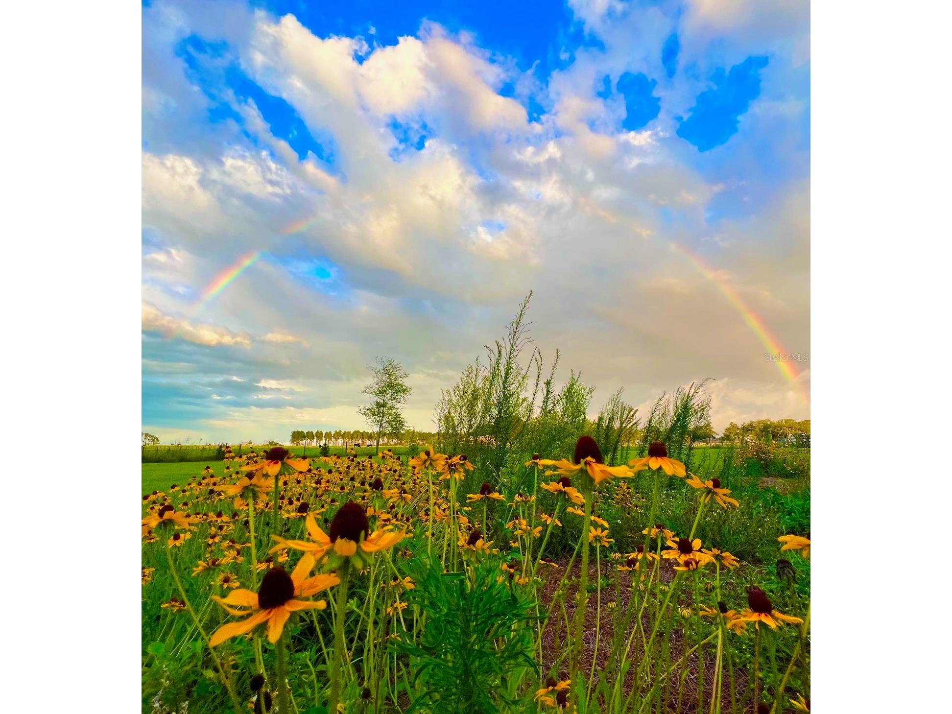 15300 Lake Iola Road Dade City FL 33523 L4960073 image24