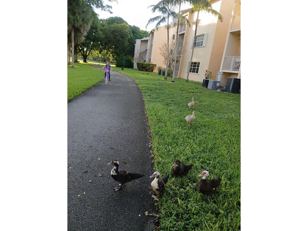 15300 SW 106th Terrace #520 Miami FL 33196 O6351621 image60