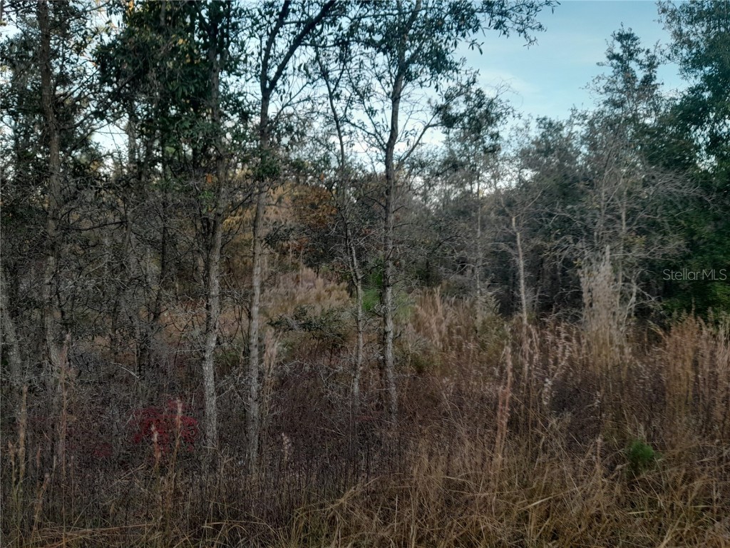 1531 NE 123rd Avenue Williston FL 32696 OM713879 image3