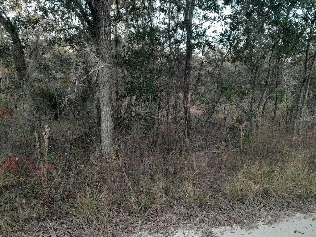 1531 NE 123rd Avenue Williston FL 32696 OM713879 image4