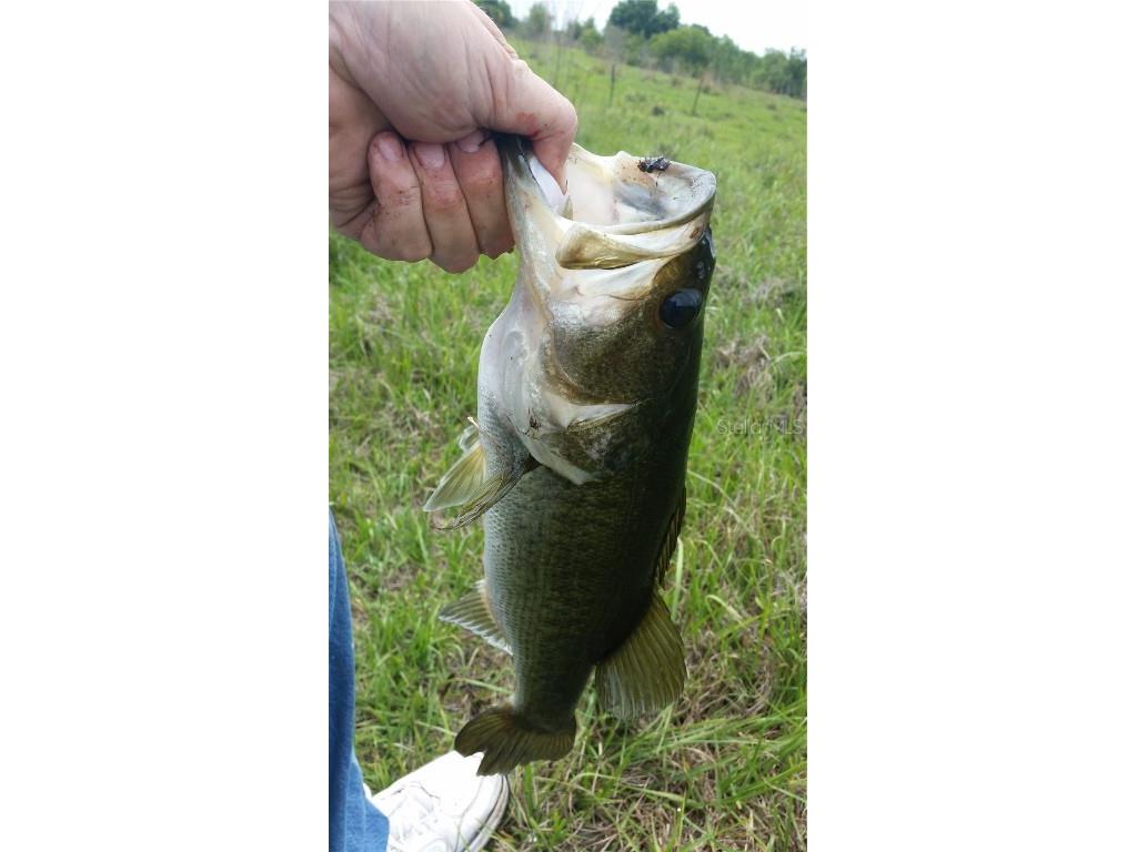 15311 Fishhawk Heights Run Lithia FL 33547 TB8457496 image5