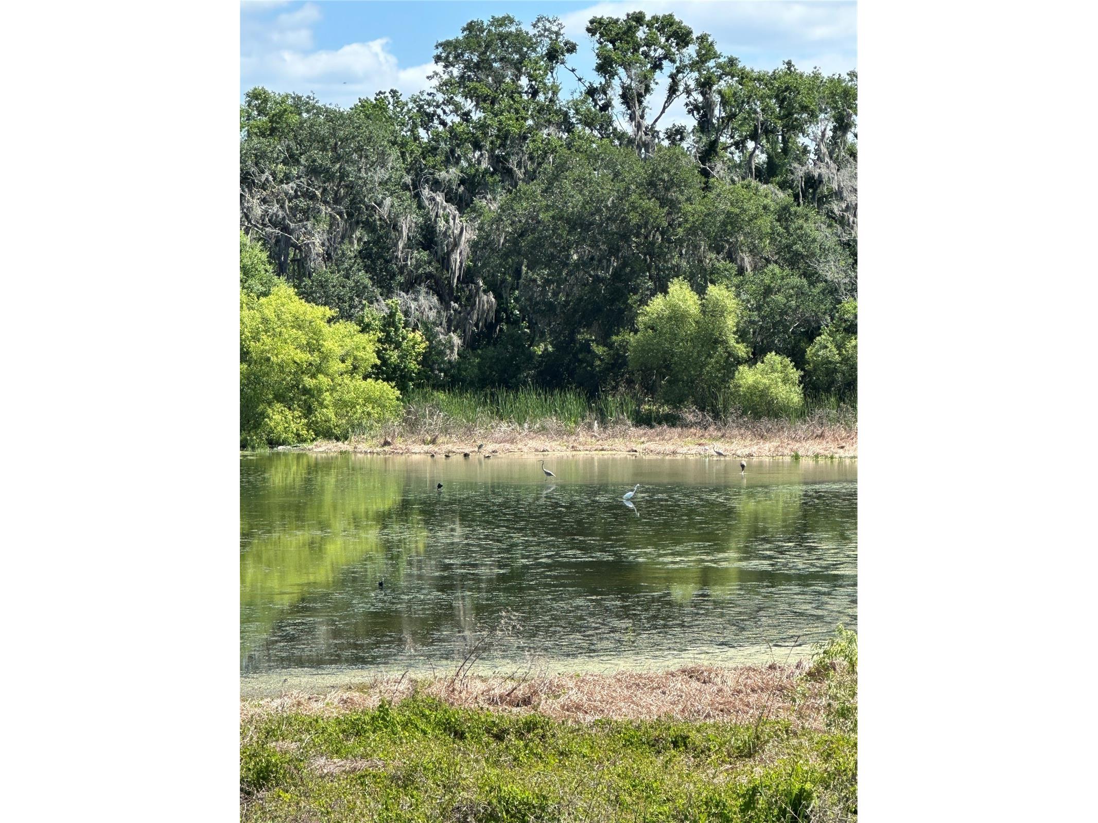 15322 Fishhawk Heights Run Lithia FL 33547 TB8494875 image5