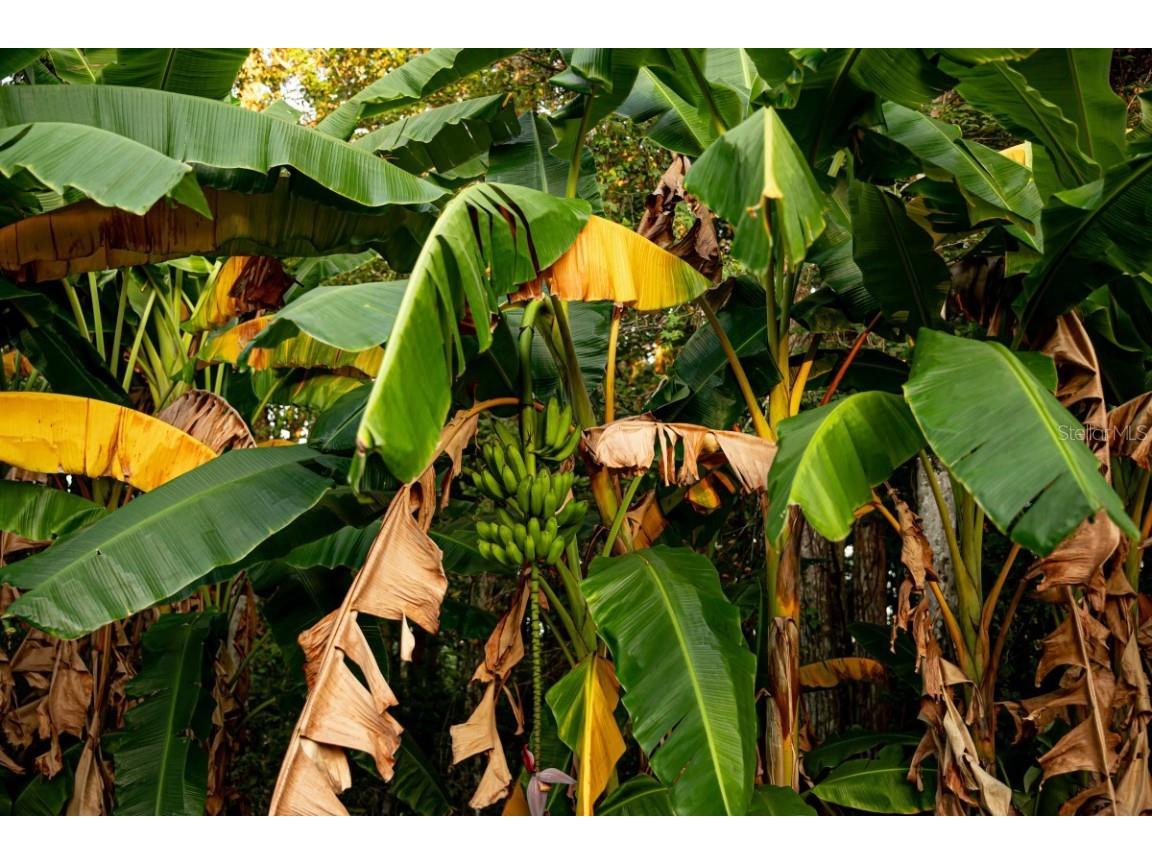 1533 County Road 13 Bunnell FL 32110 A4667609 image48