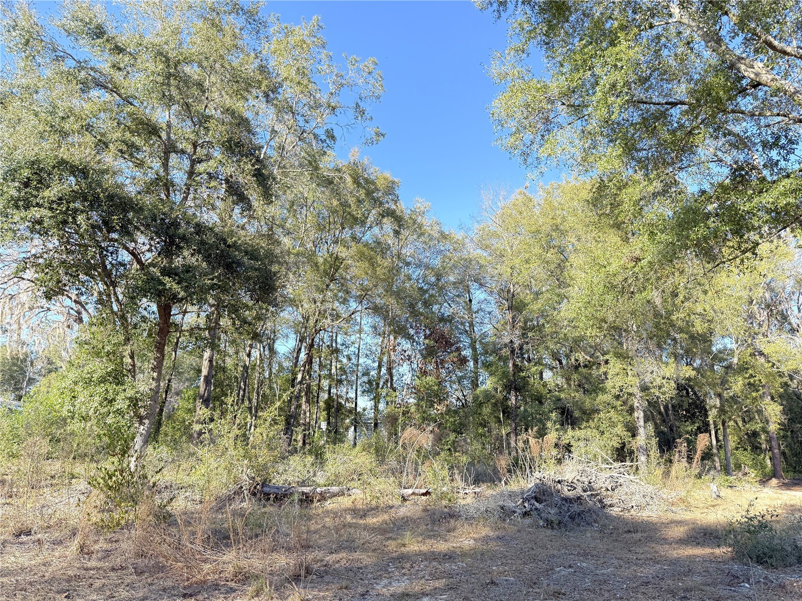 15331 NE 3rd Lane Williston FL 32696 OM717512 image4
