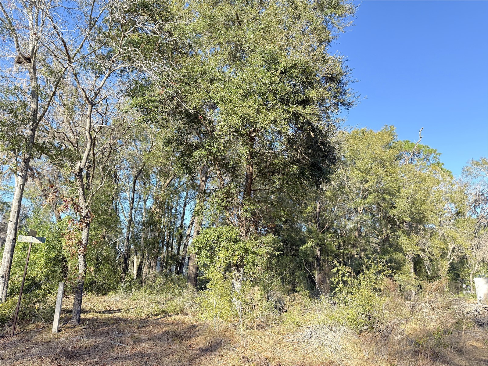 15331 NE 3rd Lane Williston FL 32696 OM717512 image5