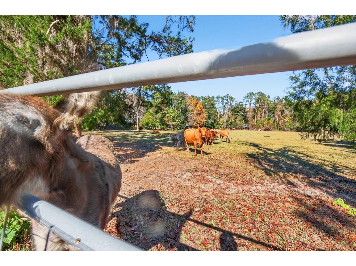 15340 NW 65th Avenue Road Reddick FL 32686 OM715194 image24