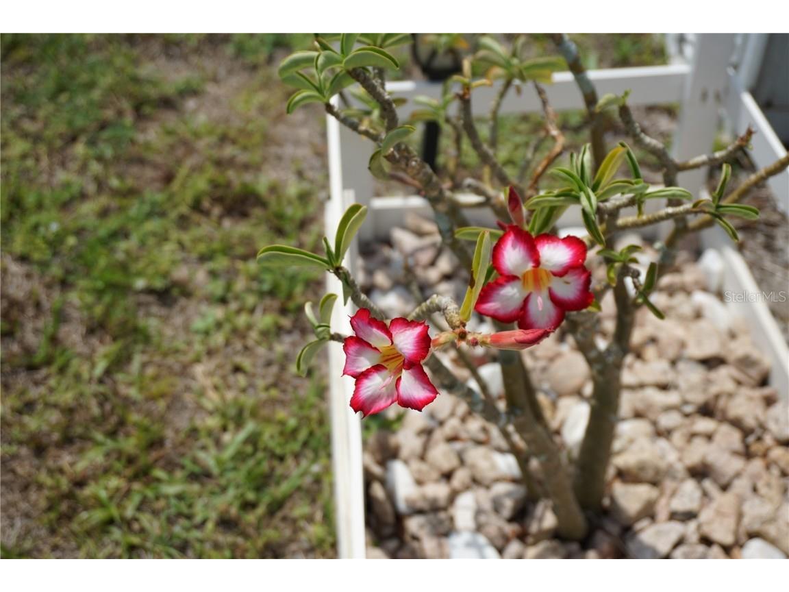 15371 Mango Drive Punta Gorda FL 33955 C7509494 image36