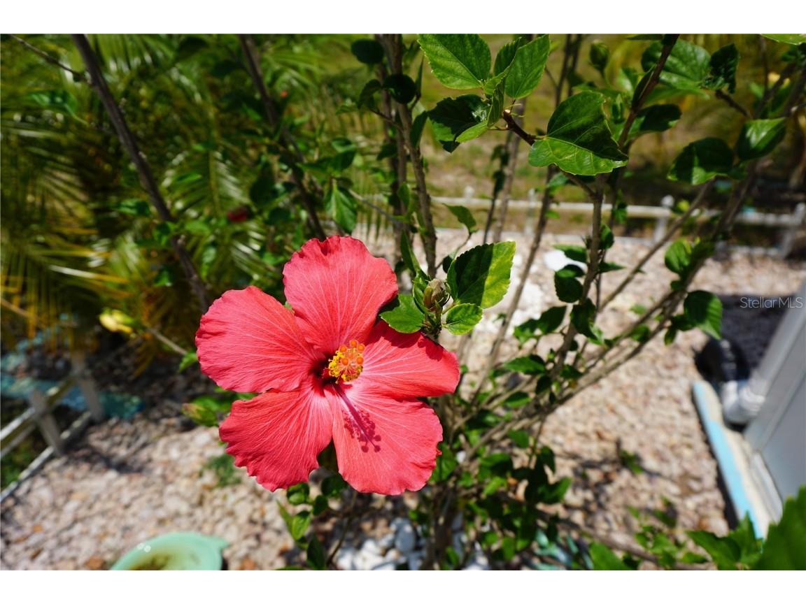 15371 Mango Drive Punta Gorda FL 33955 C7509494 image59