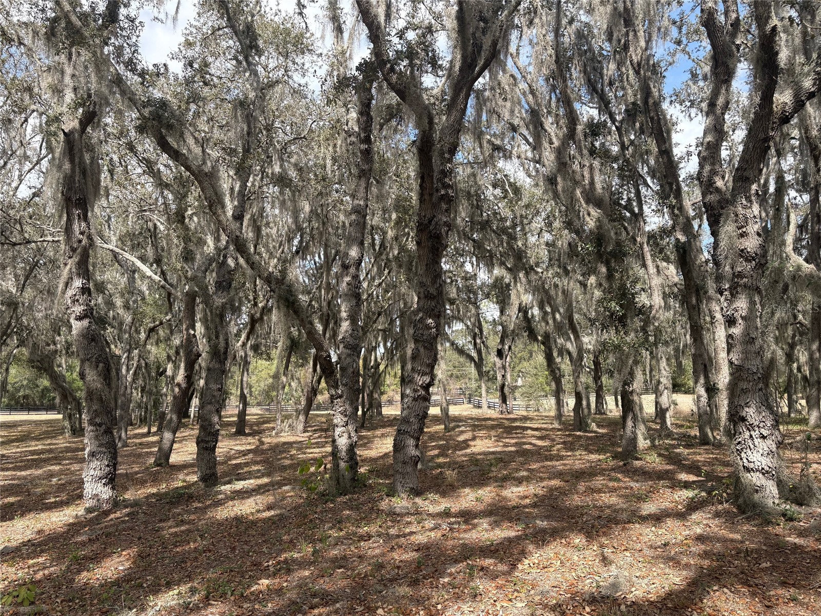 15436 Vinola Drive Montverde FL 34756 G5109977 image56