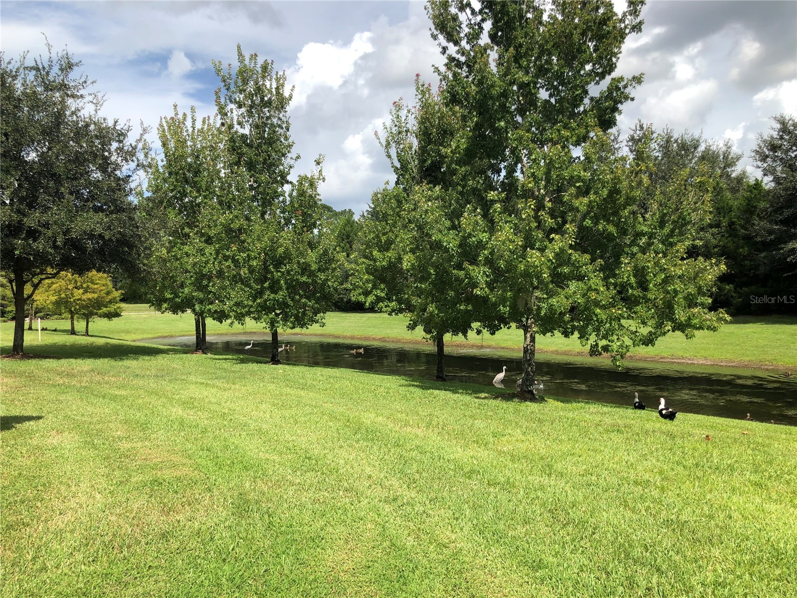 1548 Purple Plum Lane Oviedo FL 32765 O6391074 image14