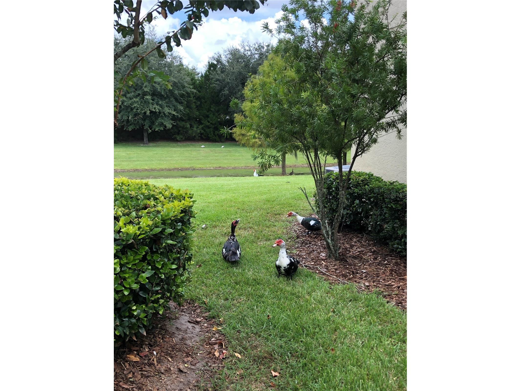 1548 Purple Plum Lane Oviedo FL 32765 O6391074 image8