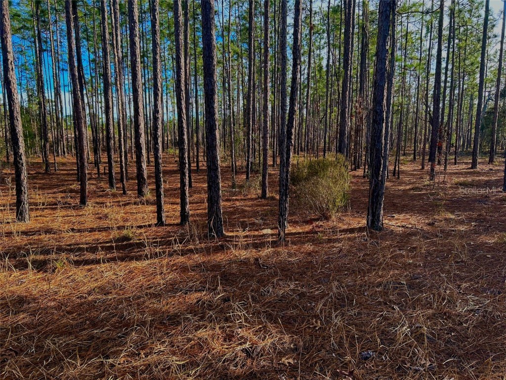 155 Gopher Ridge Road Hawthorne FL 32640 P4928723 image1