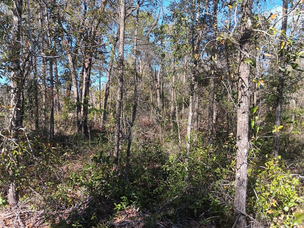 155 Palm Drive Bronson FL 32621 OM696395 image3