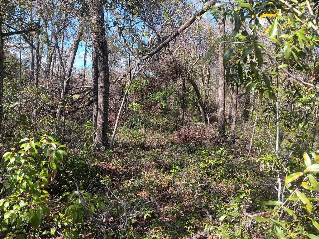 155 Palm Drive Bronson FL 32621 OM696395 image4