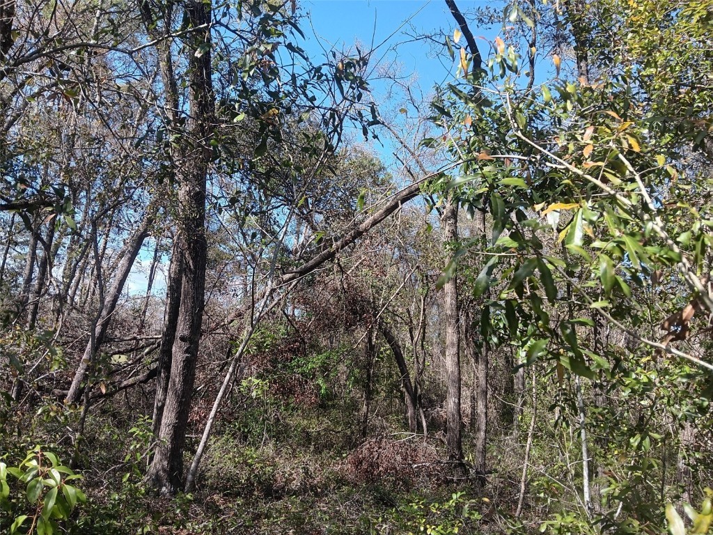 155 Palm Drive Bronson FL 32621 OM696395 image5