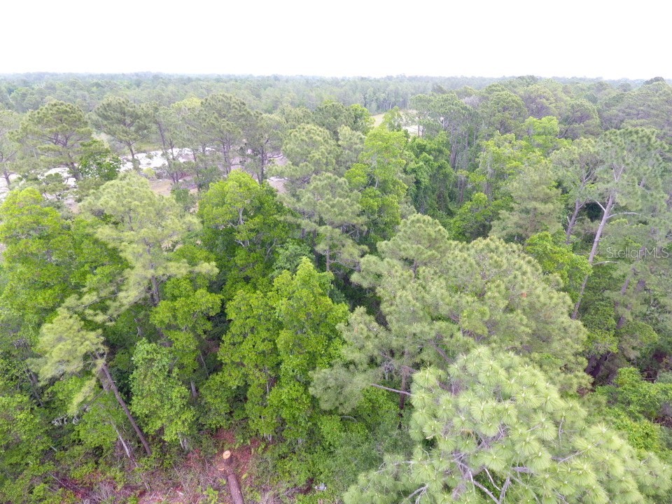 155 Snake Hill Road Pomona Park FL 32181 V4948570 image4
