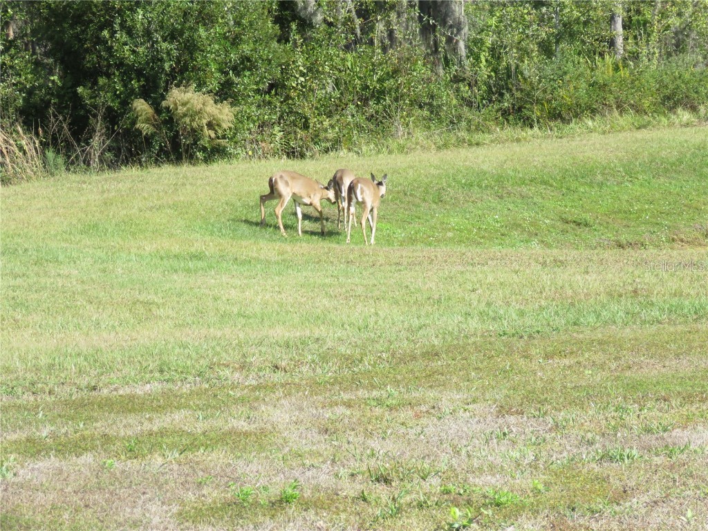 15518 Miller Creek Drive Sun City Center FL 33573 TB8456030 image16