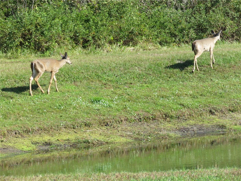 15518 Miller Creek Drive Sun City Center FL 33573 TB8456030 image17