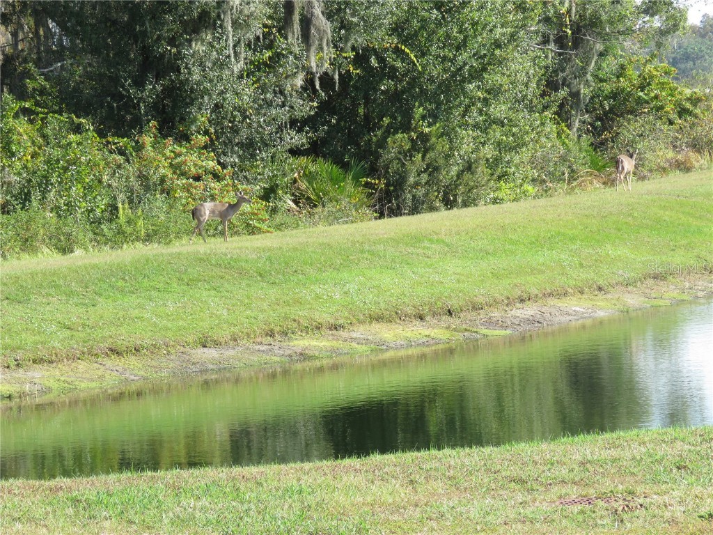 15518 Miller Creek Drive Sun City Center FL 33573 TB8456030 image19