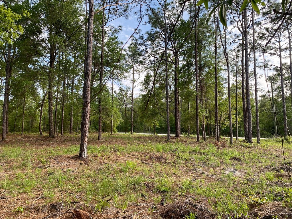 15570 Cliff Swallow Road Weeki Wachee FL 34614 TB8452443 image2